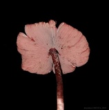 Melanophyllum haematospermum image
