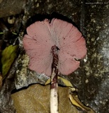 Melanophyllum haematospermum image