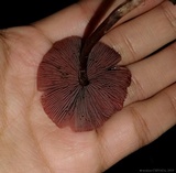 Melanophyllum haematospermum image