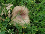 Russula sororia image