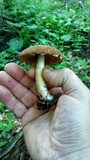 Psathyrella delineata image