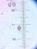 Psathyrella delineata image