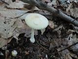Amanita albocreata image