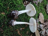 Amanita albocreata image