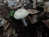 Amanita albocreata image