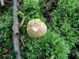 Hygrophorus laurae image