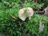 Hygrophorus laurae image