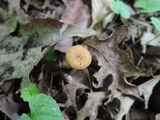 Rhizomarasmius pyrrhocephalus image