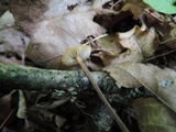 Rhizomarasmius pyrrhocephalus image