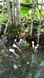 Mitrula lunulatospora image