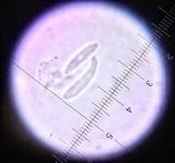 Mitrula lunulatospora image
