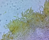 Mitrula lunulatospora image