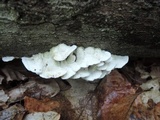 Cerrena unicolor image