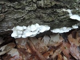 Cerrena unicolor image