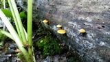 Pholiota subsulphurea image