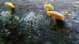 Pholiota subsulphurea image
