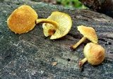 Pholiota subsulphurea image