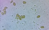 Pholiota subsulphurea image