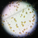 Pholiota subsulphurea image