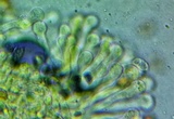 Pholiota subsulphurea image