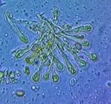 Pholiota subsulphurea image
