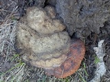 Fomitopsis schrenkii image
