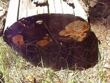 Pycnoporellus alboluteus image