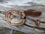 Gloeophyllum sepiarium image