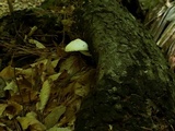Pluteus petasatus image
