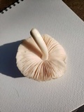 Pluteus petasatus image