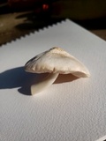 Pluteus petasatus image