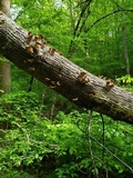 Panus lecomtei image