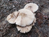 Pluteus petasatus image