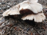 Pluteus petasatus image