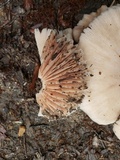 Pluteus petasatus image