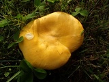 Russula flava image