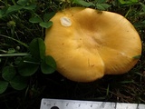 Russula flava image