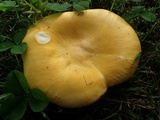 Russula flava image