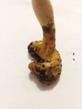 Ophiocordyceps melolonthae image
