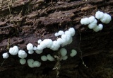 Ceratiomyxa fruticulosa var. fruticulosa image