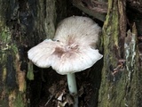 Megacollybia rodmanii image