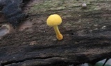 Cyptotrama chrysopepla image