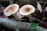 Agrocybe acericola image