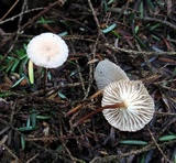 Mycetinis scorodonius image