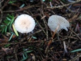 Mycetinis scorodonius image
