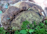 Fomitopsis ochracea image