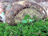 Fomitopsis ochracea image