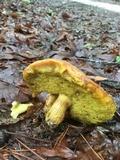 Aureoboletus innixus image