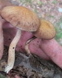 Psathyrella delineata image