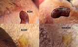 Tylopilus ferrugineus image